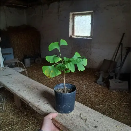 Bilecik'te ginkgo satılık
