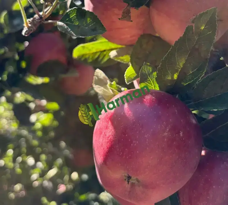 Bilecik Gölpazarı’nda Satılık Taze Elma 🍎