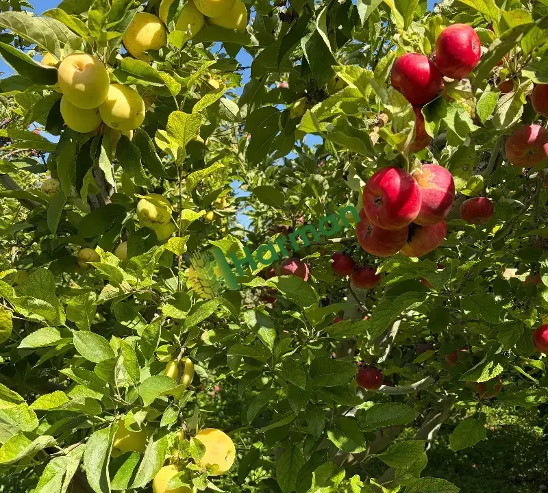 Bilecik Gölpazarı’nda Satılık Taze Elma 🍎