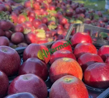 Bilecik Gölpazarı’nda Satılık Taze Elma 🍎