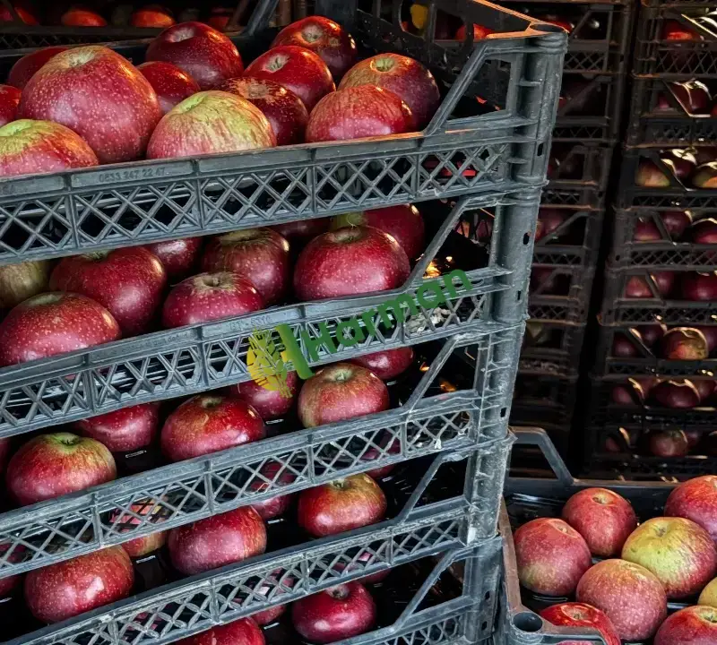 Bilecik Gölpazarı’nda Satılık Taze Elma 🍎