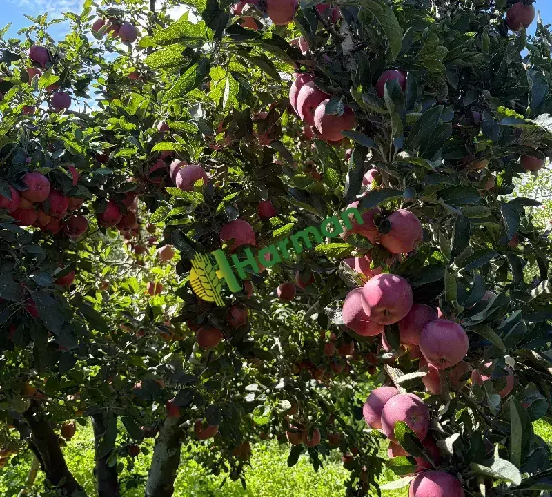 Bilecik Gölpazarı’nda Satılık Taze Elma 🍎