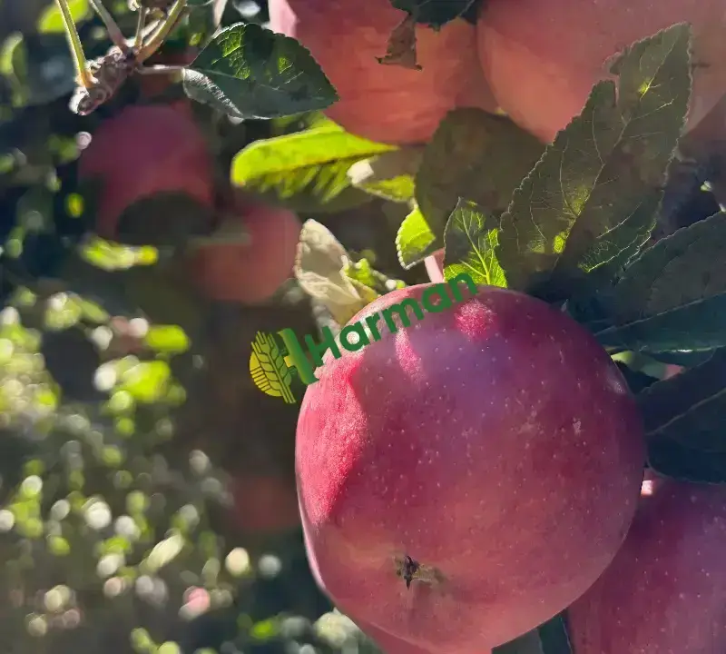 Bilecik Gölpazarı’nda Satılık Taze Elma 🍎