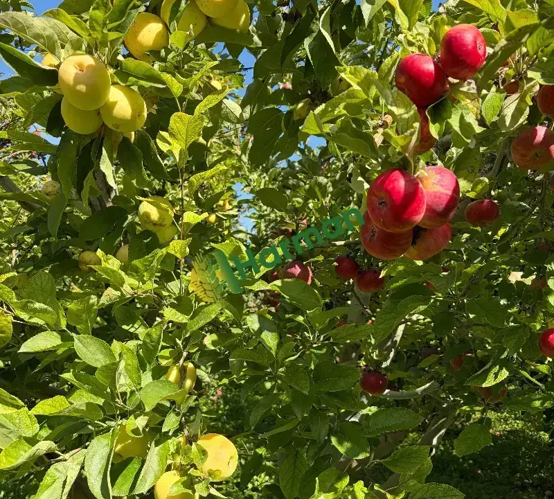 Bilecik Gölpazarı’nda Satılık Taze Elma 🍎