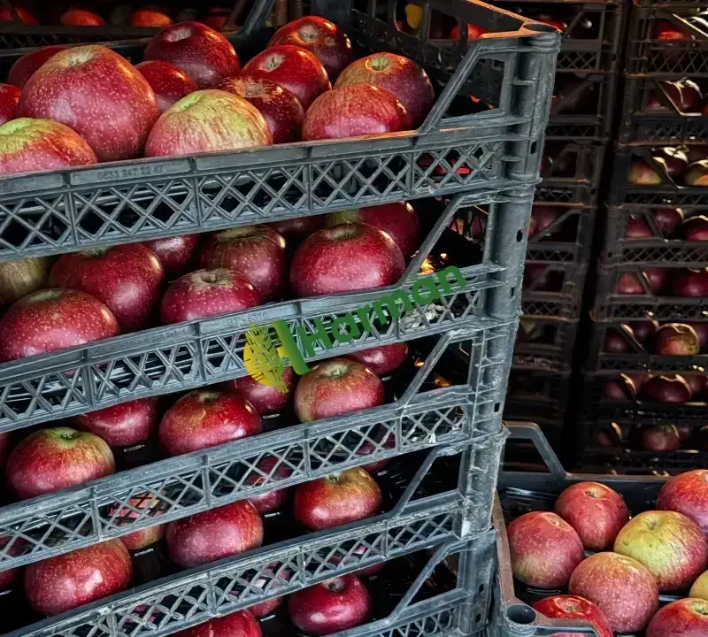 Bilecik Gölpazarı’nda Satılık Taze Elma 🍎
