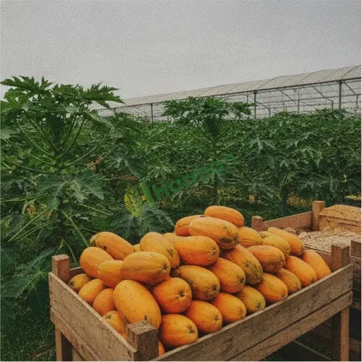 Bilecik Yenipazar'da 3 ton papaya lazım