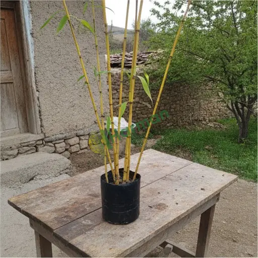 Bilecik Söğüt'te sarı bambu satılık