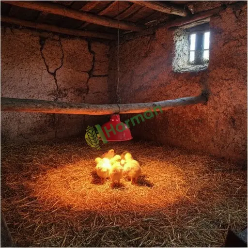 Bingöl Adaklı broiler civciv toptan alınır
