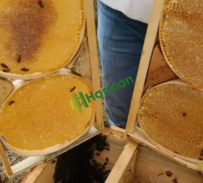 Bingöl çiçek balı