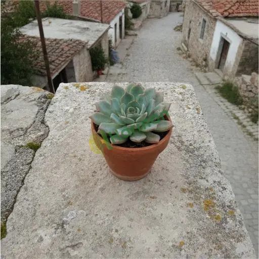 Bingöl Yayladere'de echeveria satılık