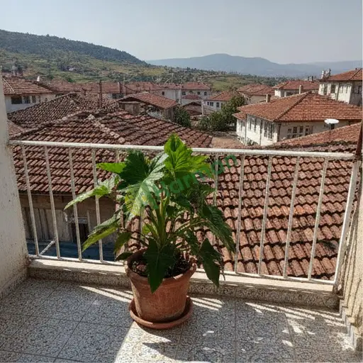 Bingöl Kiğı'da philodendron fidanı lazım
