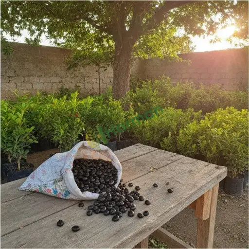 Bingöl Adaklı'dan Taflan Tohumu satılık