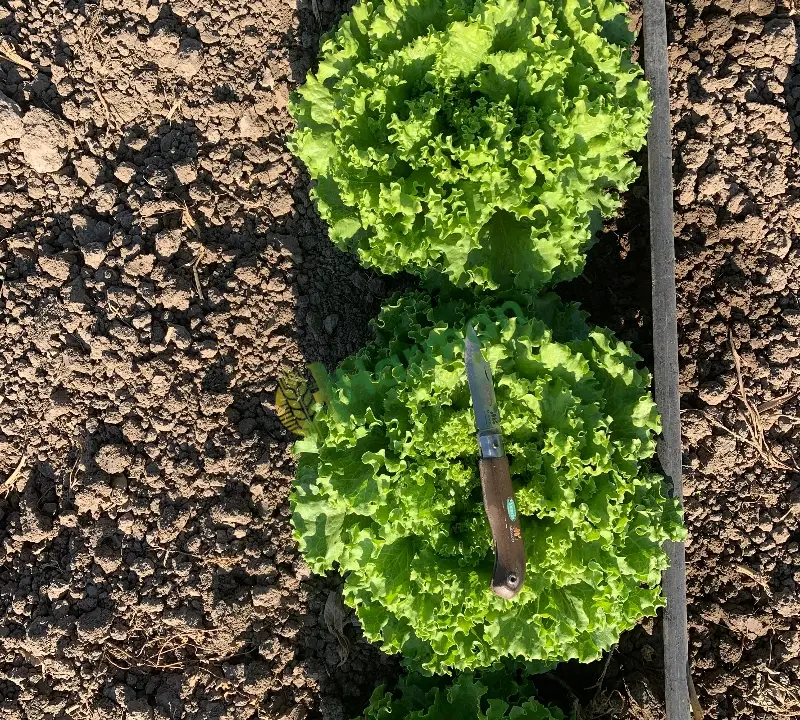 Bir hafta 10 güne hasat kıvırcık