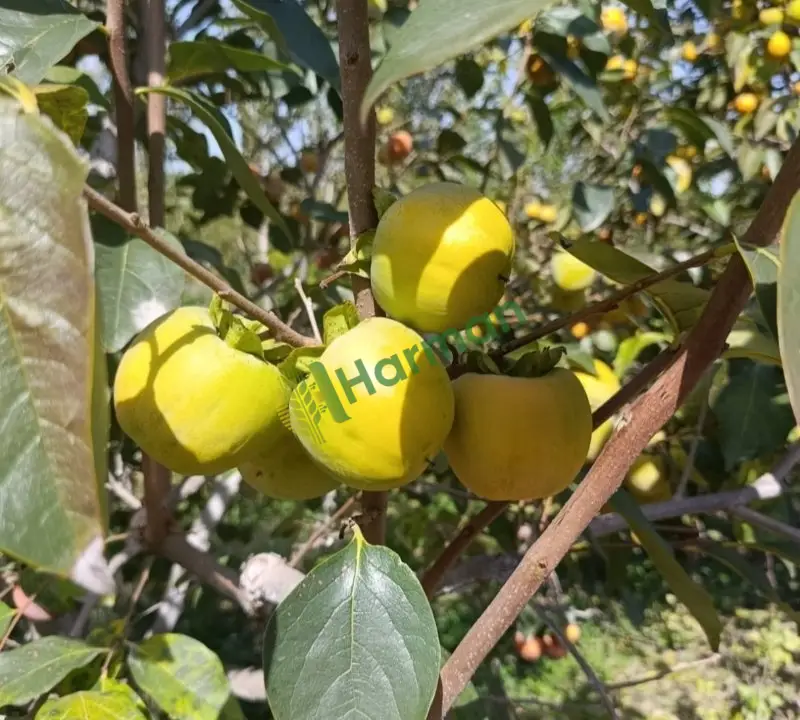 Birinci sınıf kalite cennet hurması
