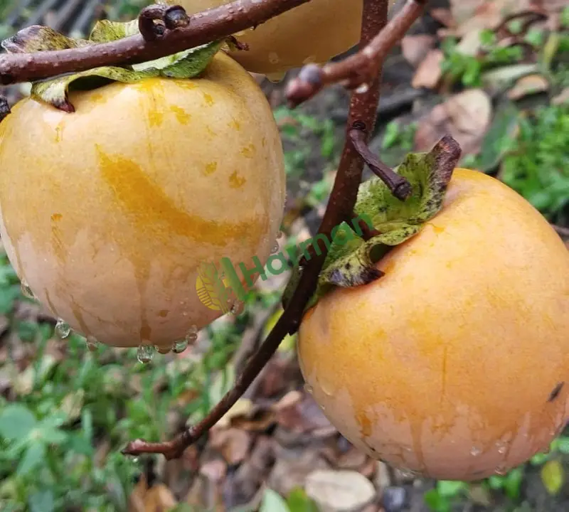 Birinci sınıf kalite cennet hurması