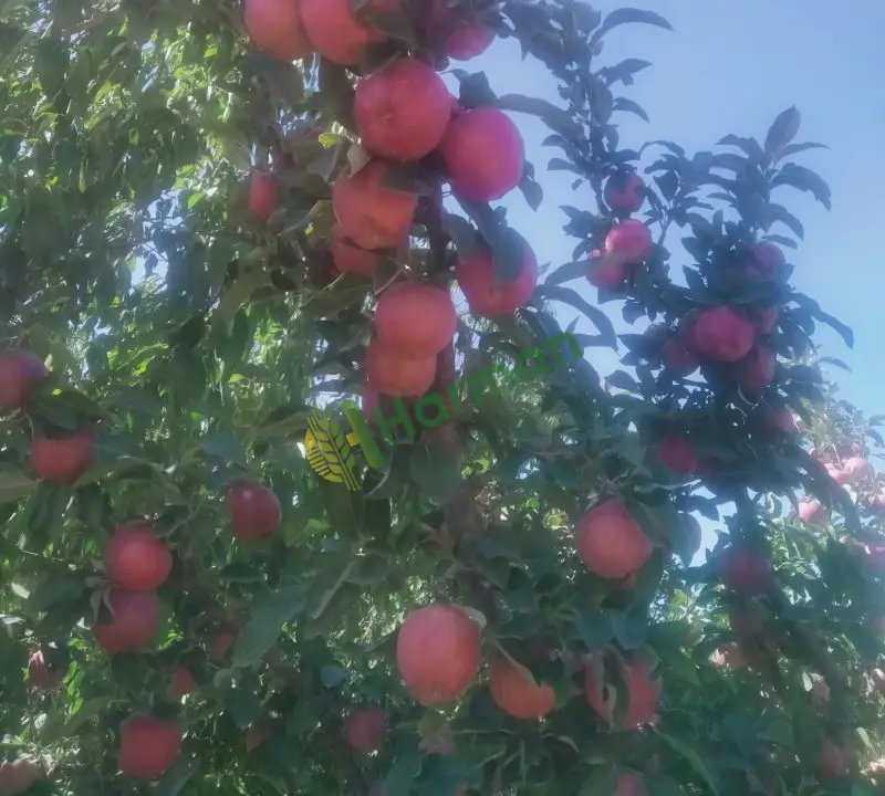 Birinci sınıf yarı bodur elma