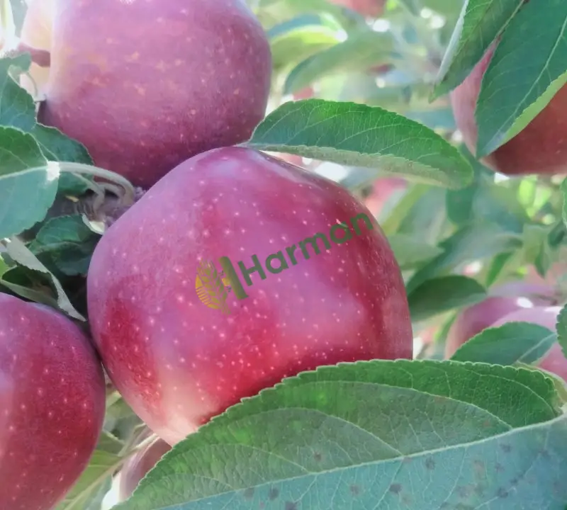 Birinci sınıf yarı bodur elma