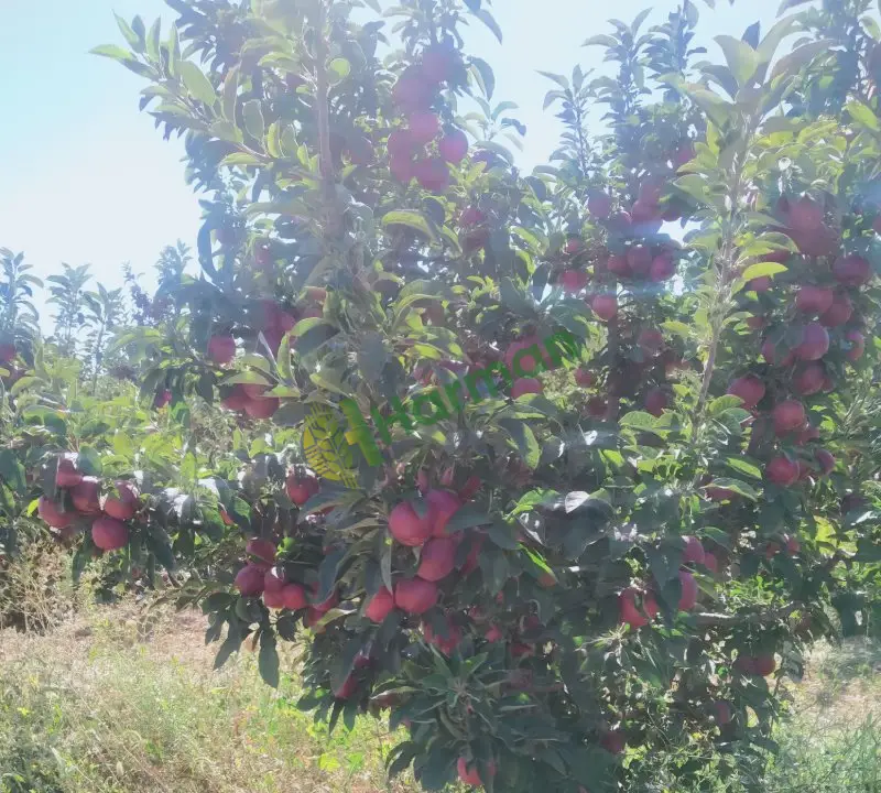 Birinci sınıf yarı bodur elma