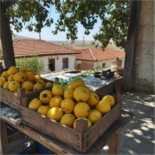 Sakarya Serdivan'da satılık ayva