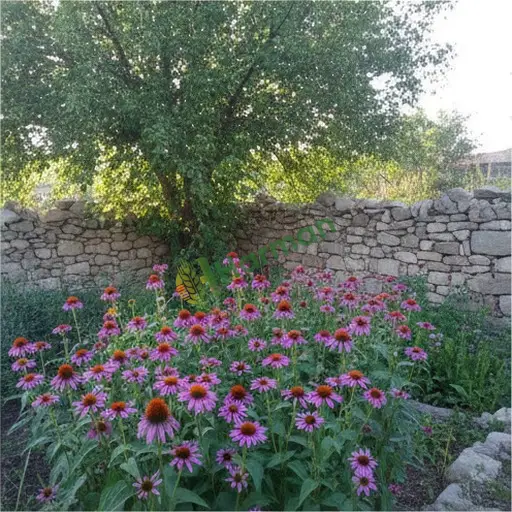 Bitlis'te ekinezya satılık