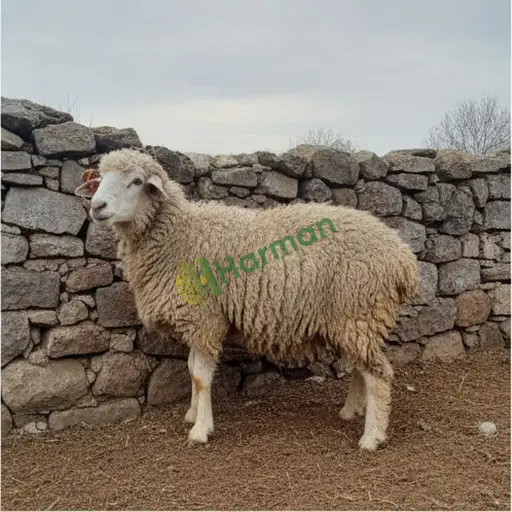 Bitlis Kıvırcık Aranan