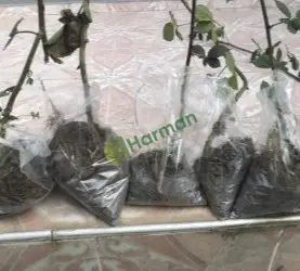 böğürtlen fidanı dikensiz chaster