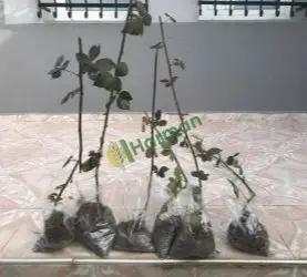 Böğürtlen Fidanı Dikensiz Chaster - 2