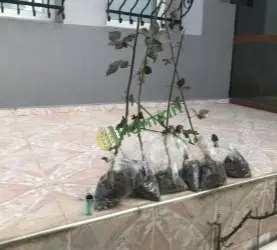 Böğürtlen Fidanı Dikensiz Chaster - 3