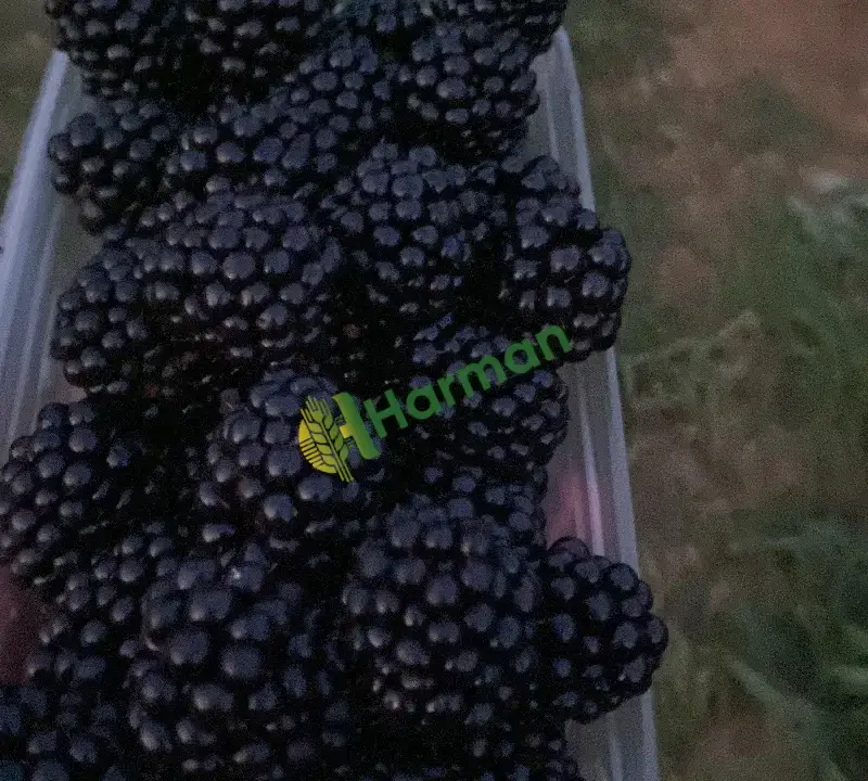 Böğürtlen taze iri 30 ton başlayıp 1000 tona kadar vardır