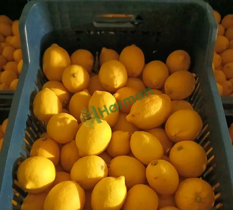 Limon hal fiyatı
