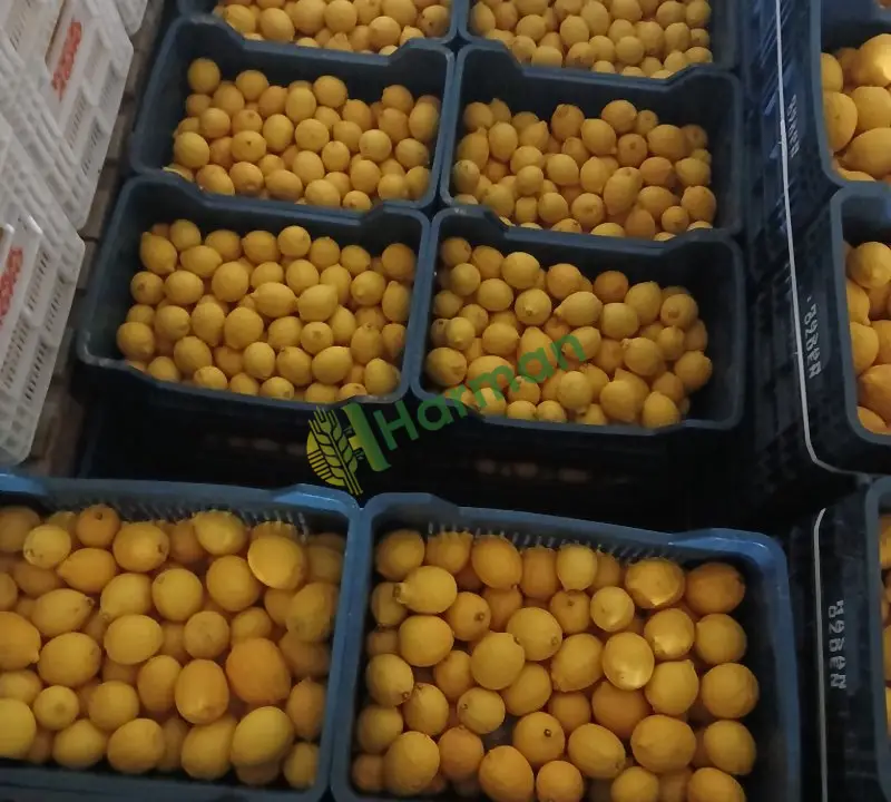 Bol Sulu Dinlenme Limon - 2
