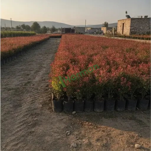 Bolu Gerede'de 200 adet Photinia fidanı alınacak