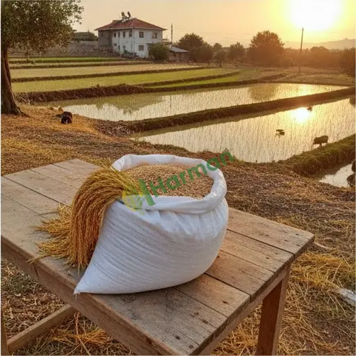 Bolu Merkez'de çeltik satılık