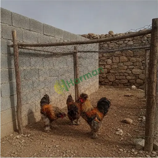 Bolu Mudurnu süs tavuğu alırım