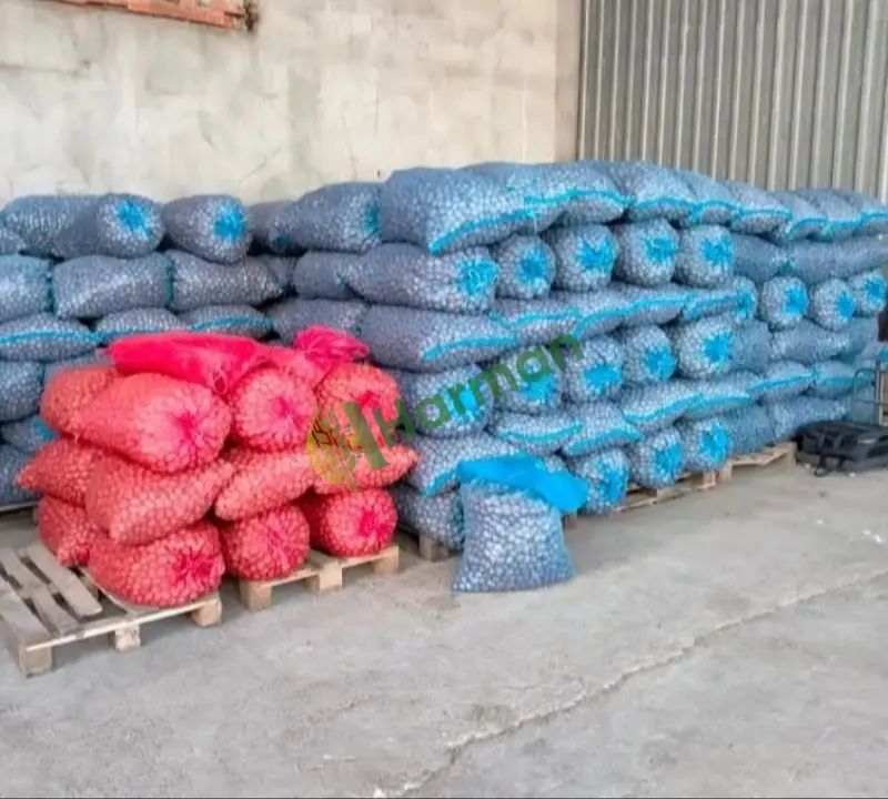 Boş dolu ayrılmış kuru ceviz