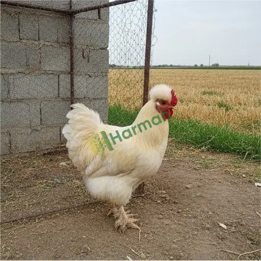 Iğdır Merkez Brahma tavuğu alınır