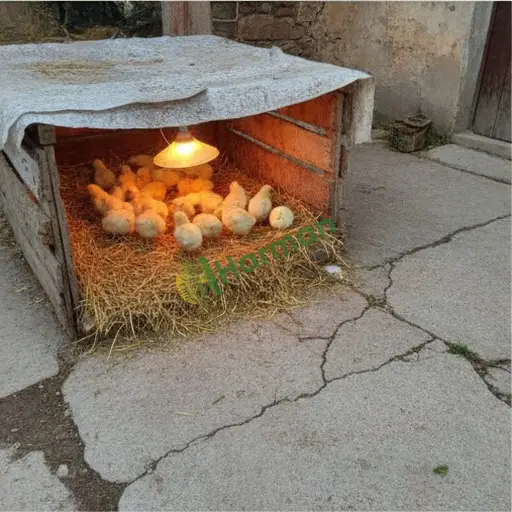 Çankırı Atkaracalar'da broiler civciv alınır