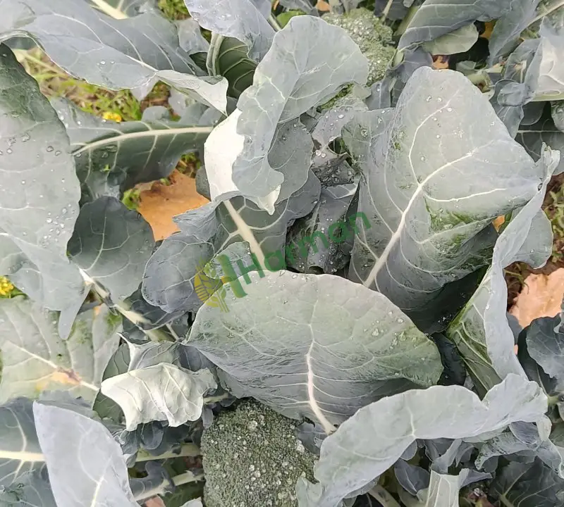 Brokoli yeni kesime başladım