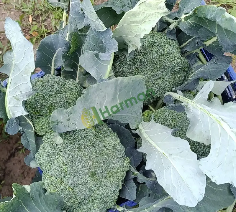Brokoli yeni kesime başladım