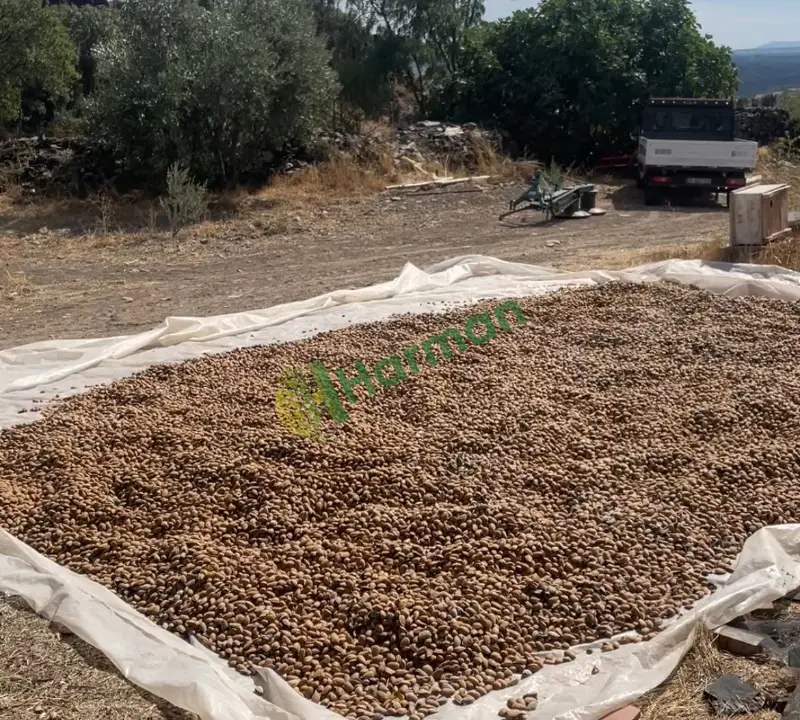 Bu senenin mahsülü