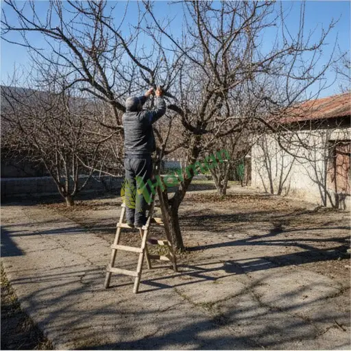 Aranan Budama Hizmeti - Edirne Meriç