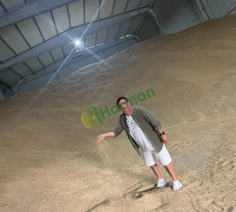 Buğday 11.5 Protein