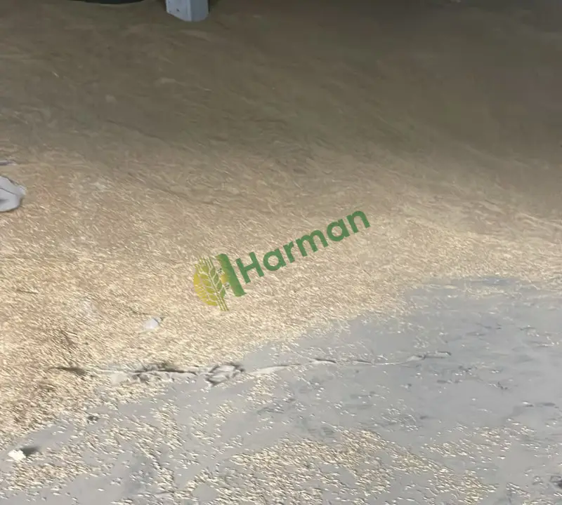 Buğday 11.5 Protein