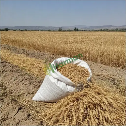 Aydın Nazilli'de buğday alınır