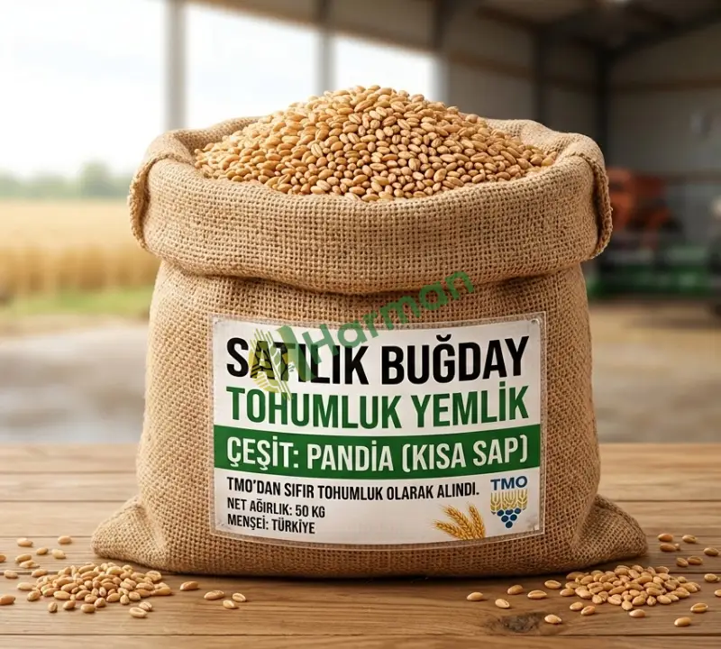 Buğday Tohumluk Yemlik