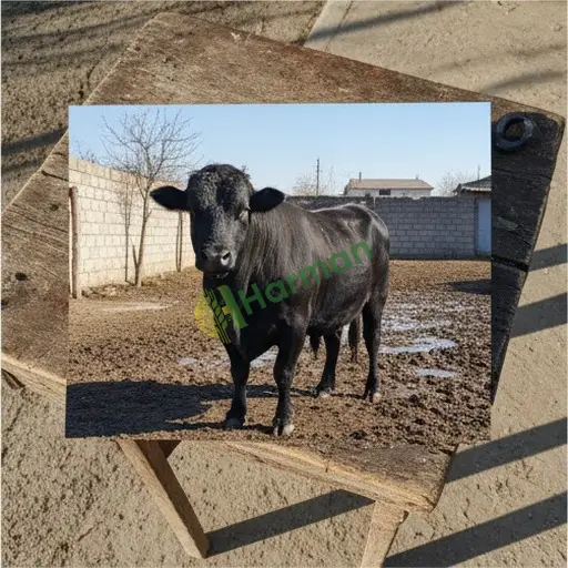 Burdur Ağlasun'da angus alınacak