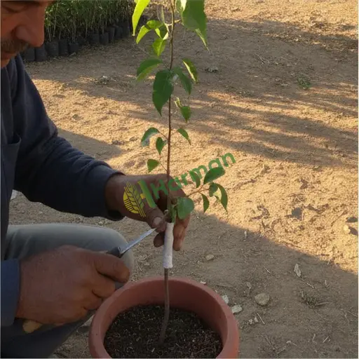 Burdur Yeşilova badem satılık