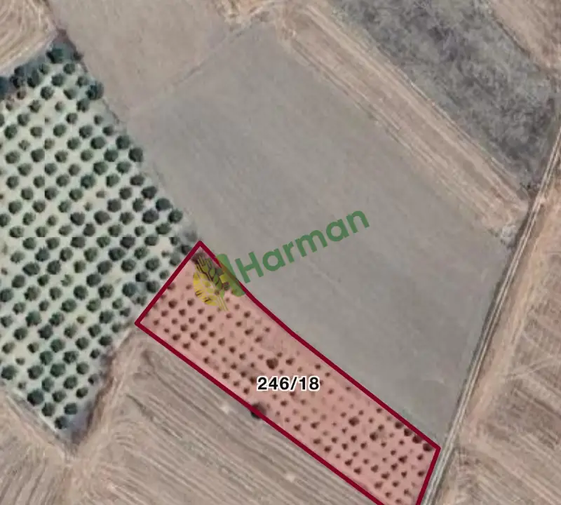Burdur bucak gündoğdu da 3097 m2 armu bahçesi