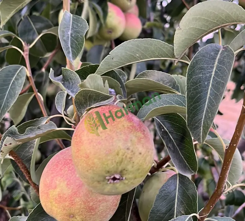 Burdur bucak gündoğdu da 3097 m2 armu bahçesi