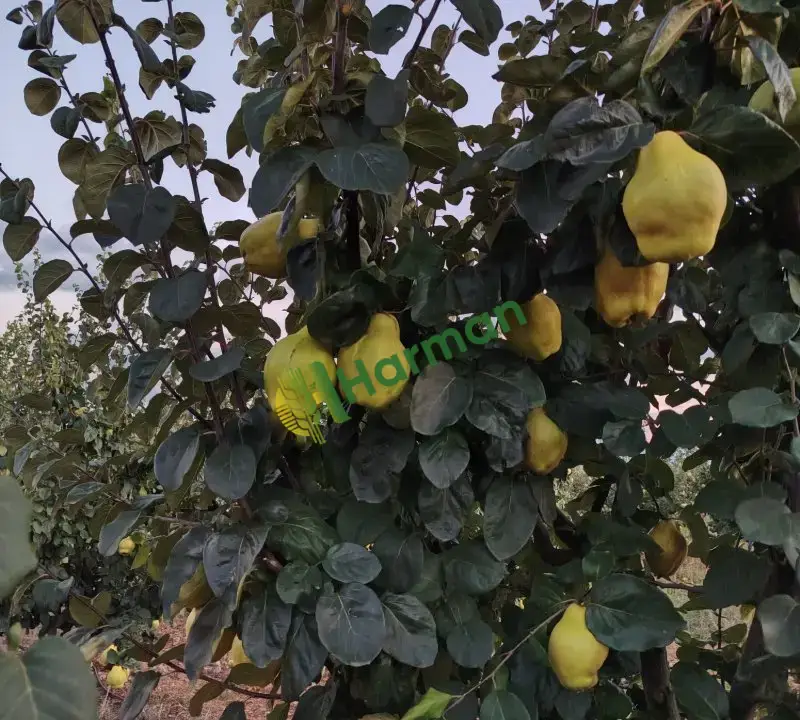 Burdur Çavdır Küçükalan Köyü'nde Satılık Eşme Ayva